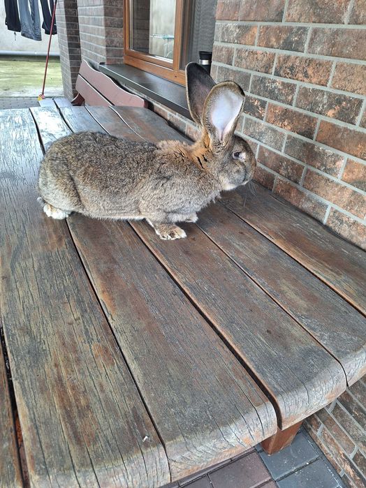 Sprzedam królika samca Olbrzym Belgijski