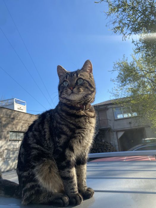 Потерялся кот кабачок