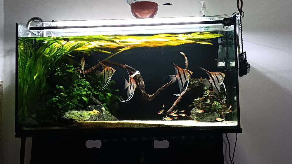 Escalar RED BACK MANACAPURU