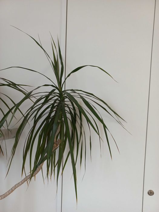 duże kwiaty domowe dracena do biura kancelarii