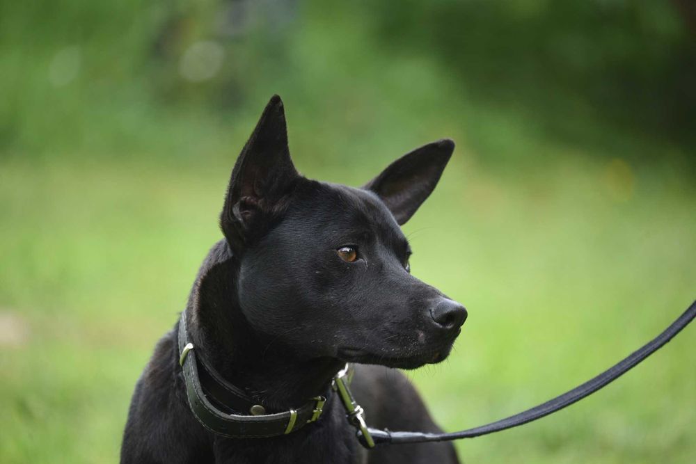 Lupus - młody psiak szuka domu
