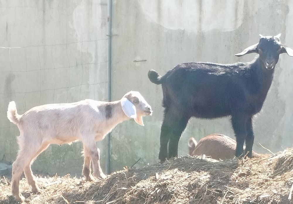 Cabrito cruzado anglenubiano