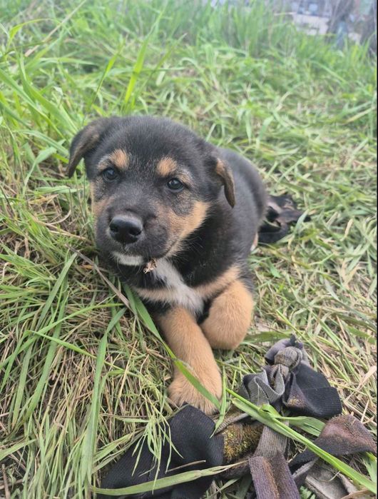 Даром прекрасные щеночки.