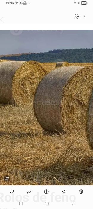 Rolos de feno cortado 1,20×1,20