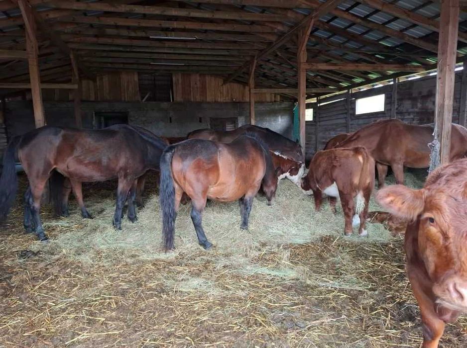 Pensjonat  dla koni blisko Warszawy