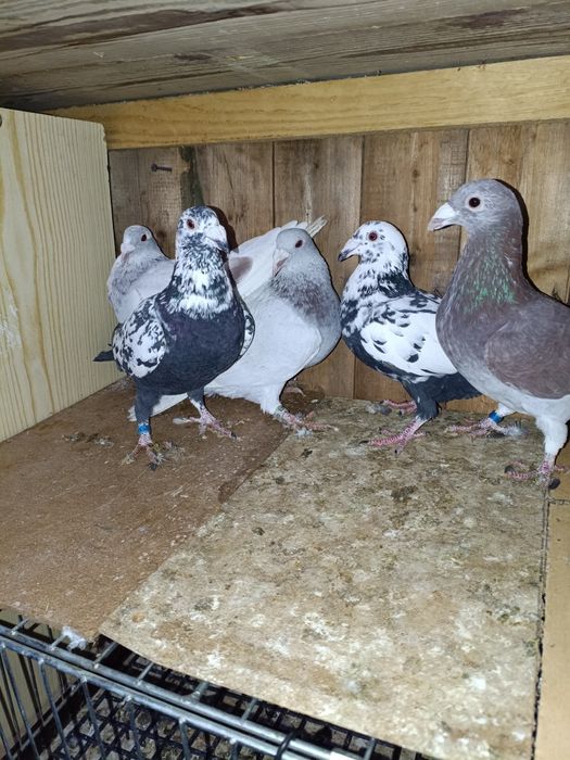 Golebie staropolskie