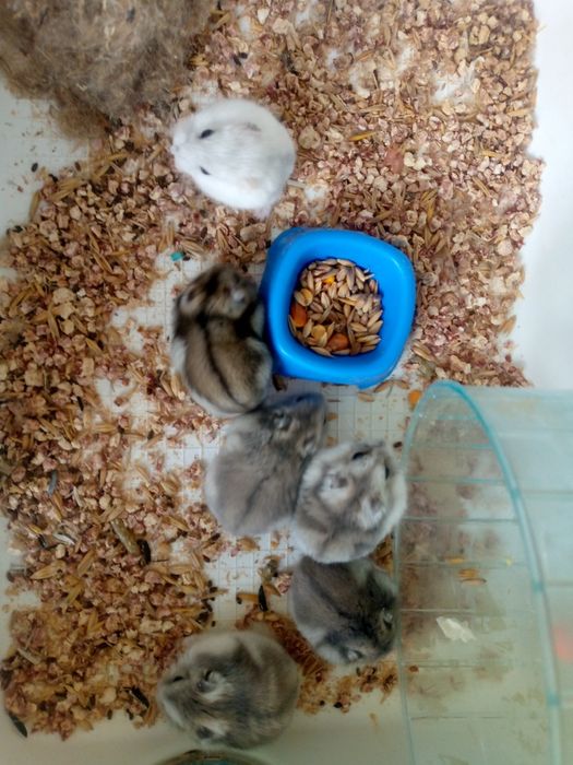 Джунгарскией хомяк