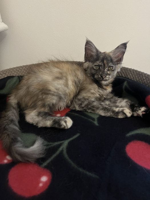 Kotka Maine Coon