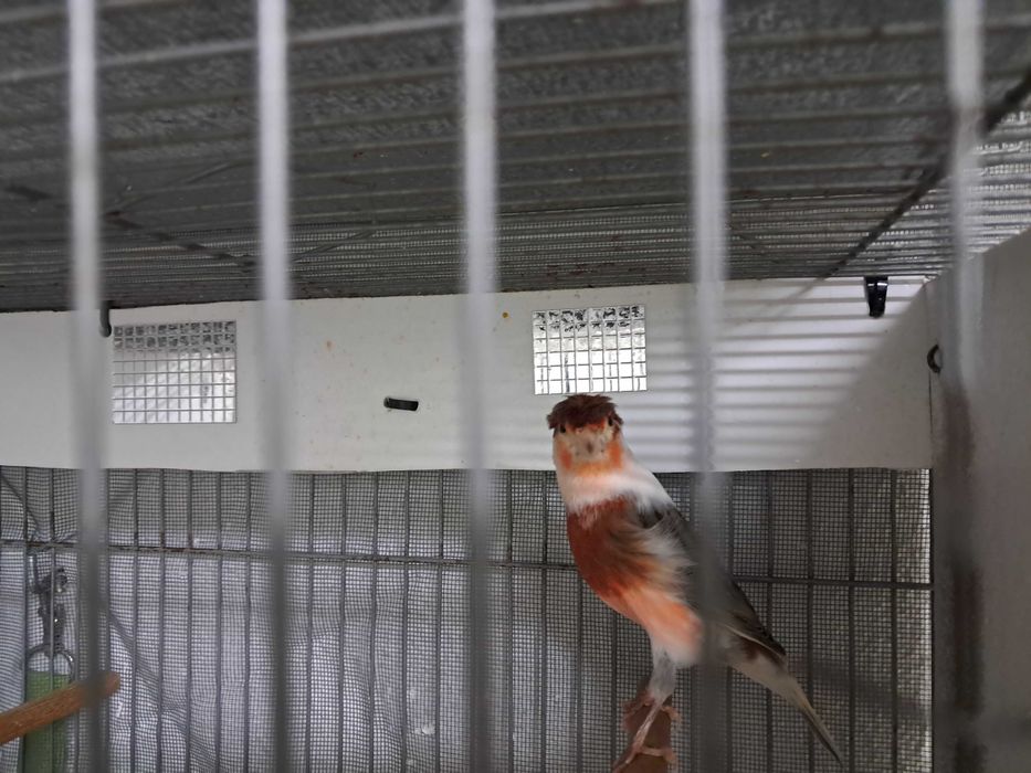 Canarios arlequim portugues