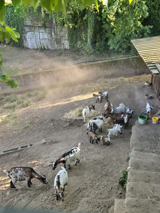 Cabras anãs para venda
