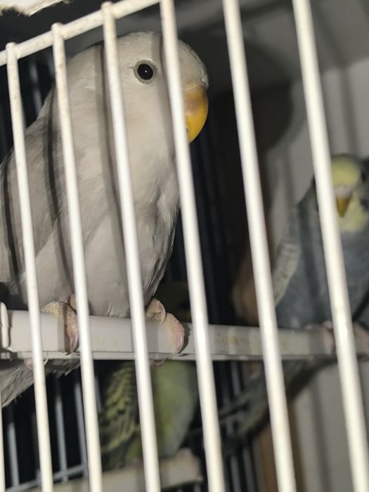 Agaponis roseicollis canela