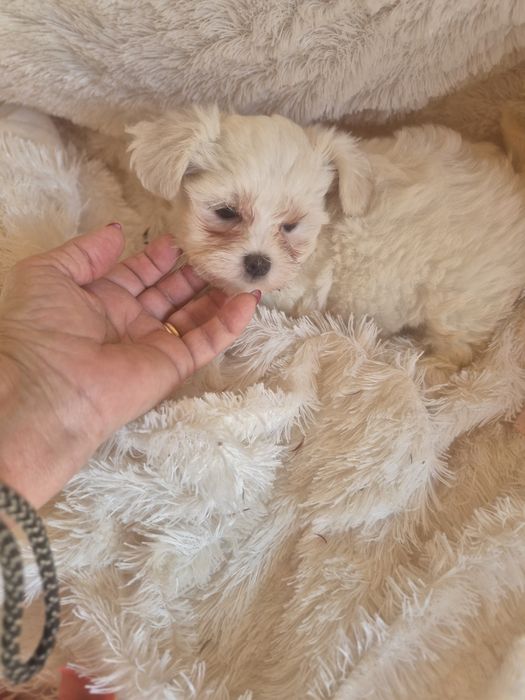 Bichon Maltês Fêmea Criadora Registada PT3088FL