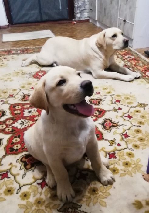 Щенок лабрадор 3 міс