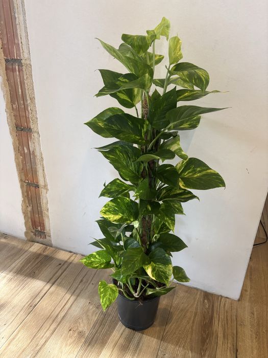 Epipremnum złociste,scindapsus duzy na paliku kokosowym ,100 cm wysokosci,duze liście