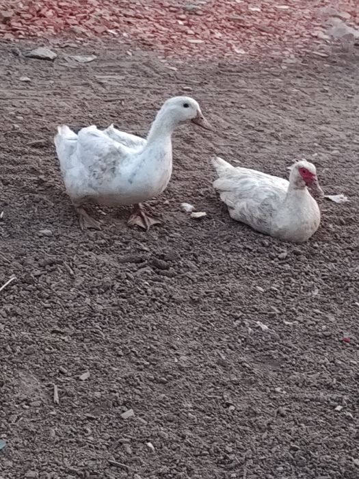 Vendo duas patas