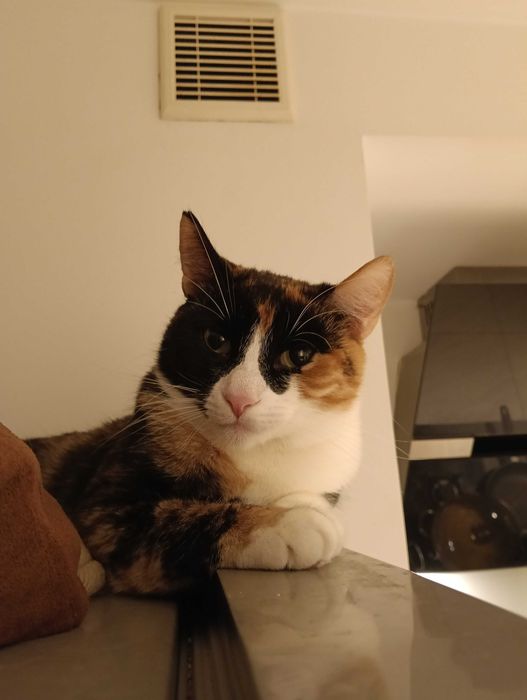 Oddam kotki do adopcji wystyrlizowane wychodzące