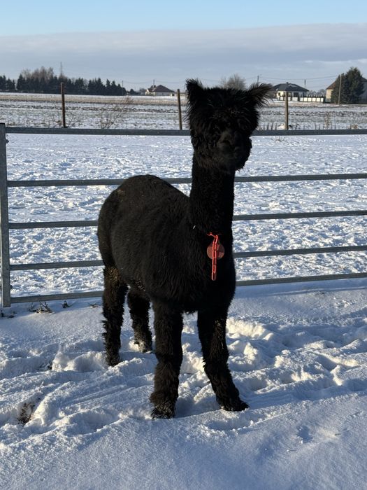Samica alpaki - TB- alpaka