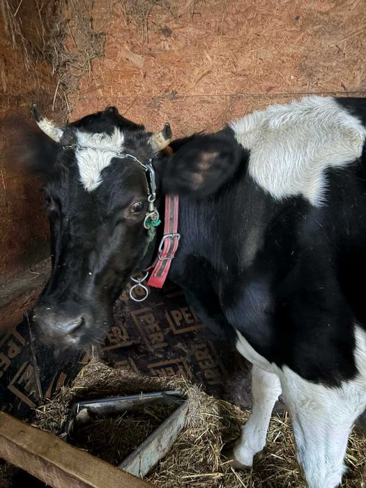 Sprzedam krowę mleczną