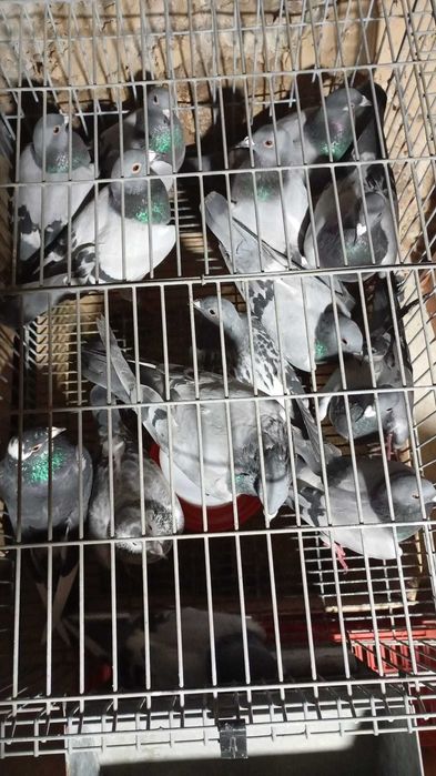 Pombos correio anilhados