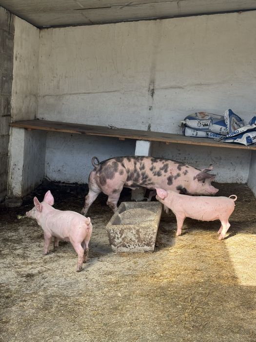 Porco pietrain com 80 kg