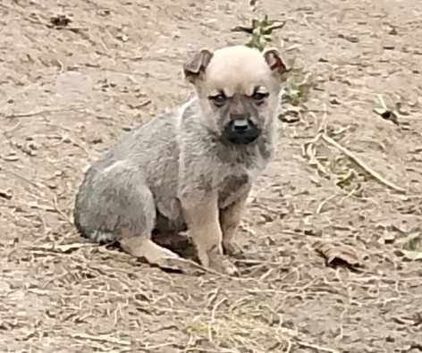 Oddam szczeniaka (suczka)