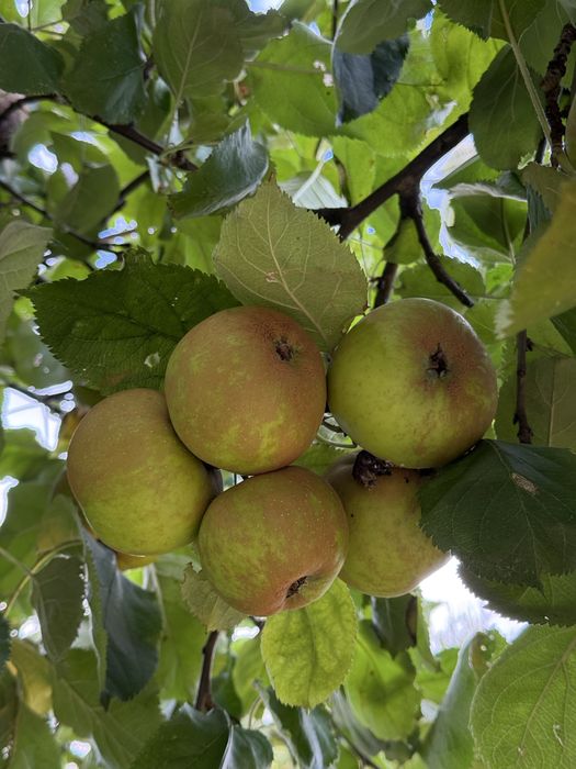 Ekologiczny ocet jabłkowy