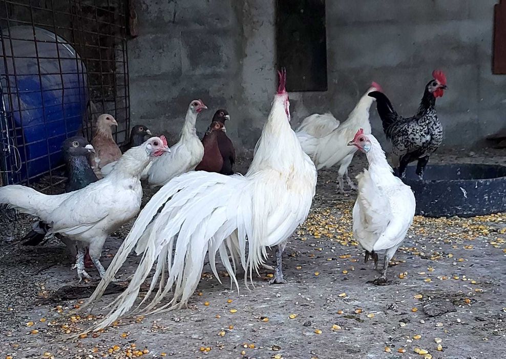 Galinhas FÉNIX BRANCAS – Mutação RARA