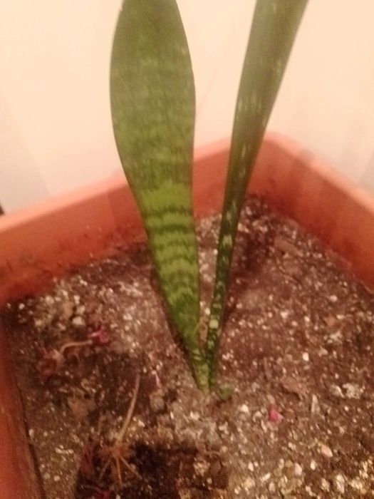 Planta Espada de São Jorge