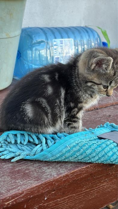 Віддамо в хороші руки