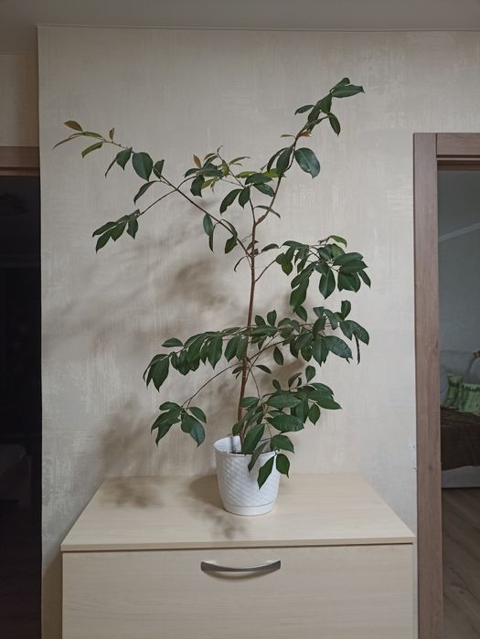 Лілі-Пілі, плодова рослина/ доросла рослина з фото