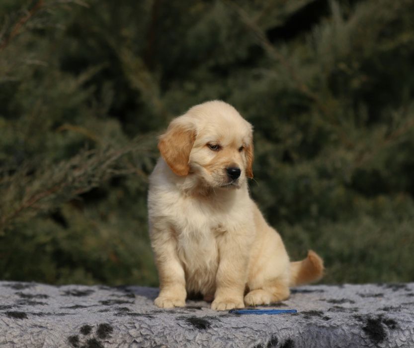 Цуценя золотистого ретрiвера