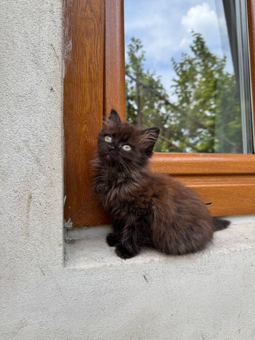 Кошенята у добрі руки