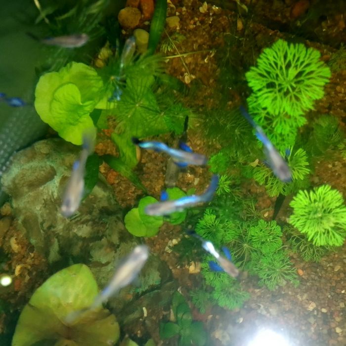 Gupiki Blu Dragon