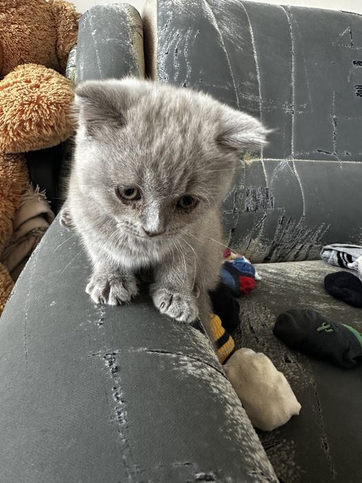 Шотландські висловухі кошенята