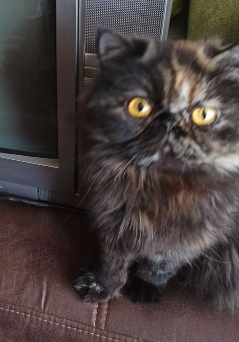 Шукаю Персидського кота  для вязки