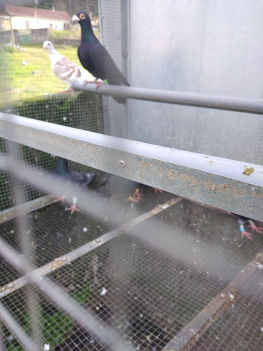 Pombos correios para venda