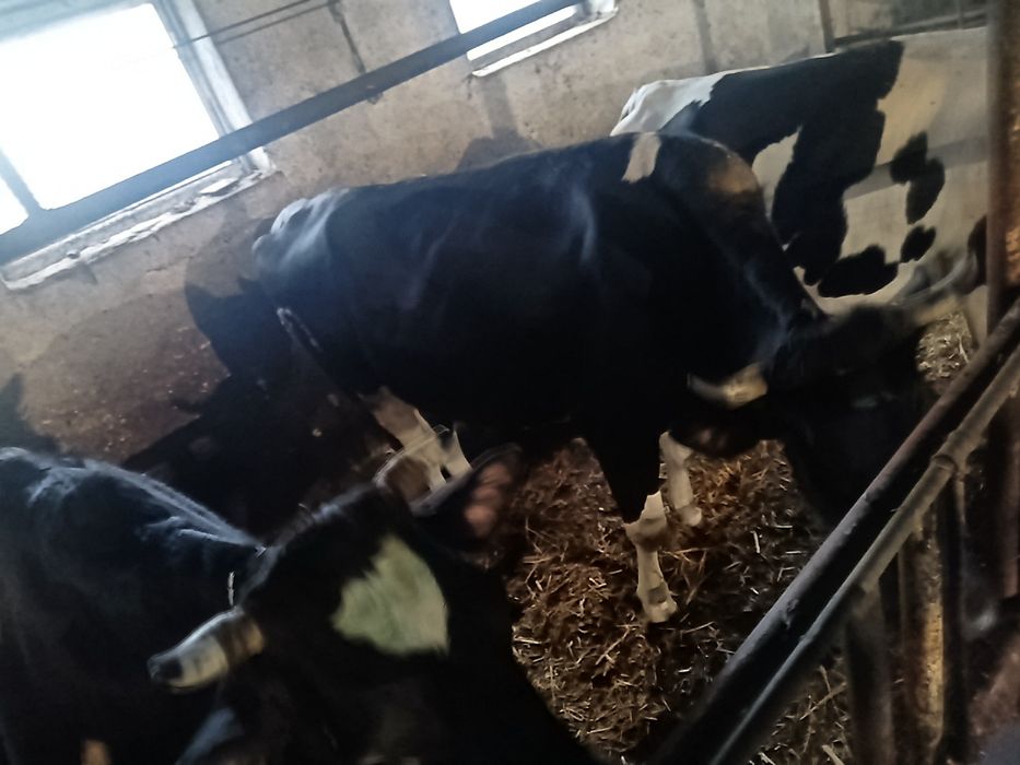 Dojarka SAC   likwidacja stada byczek