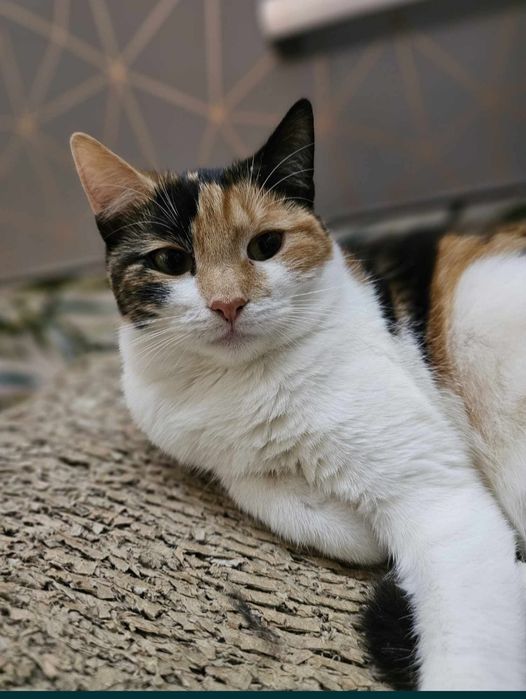 Piękna trikolorka Emti do adopcji