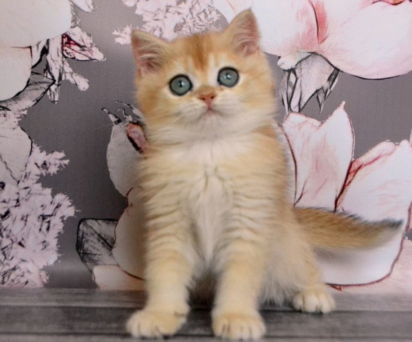 Британська золота шиншила