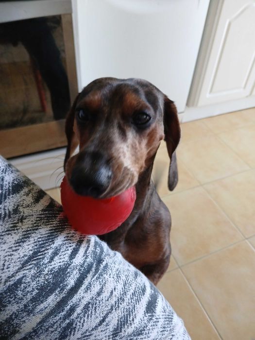 PET SITTING CÃES - Estadia Familiar regime Exclusividade - Oeiras