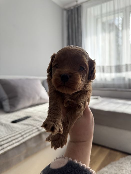 Мальтіпу мальтипу