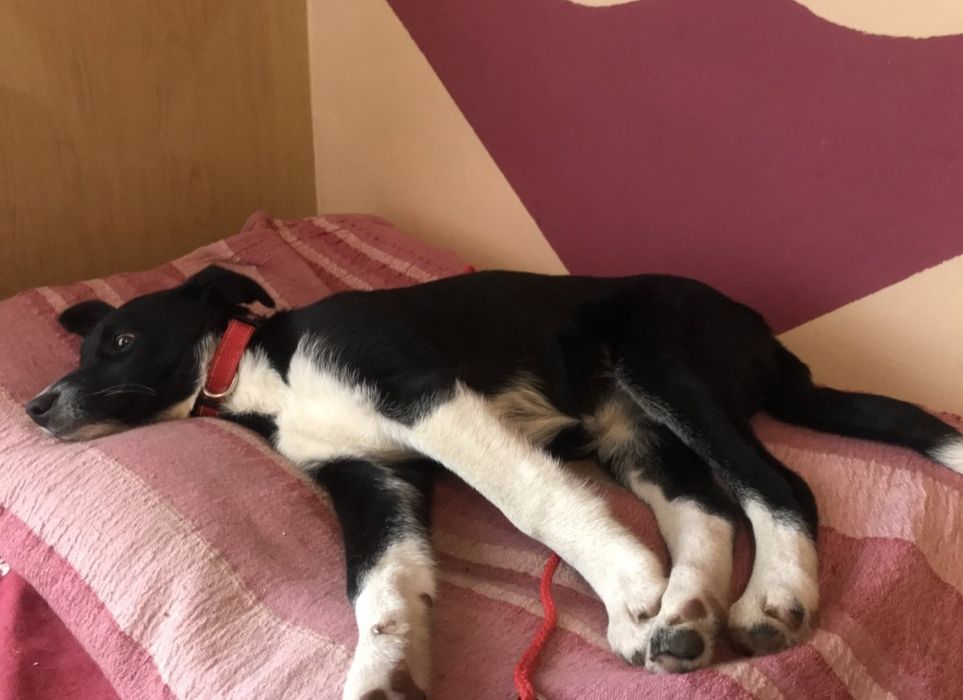 Цуценята у хороші руки!