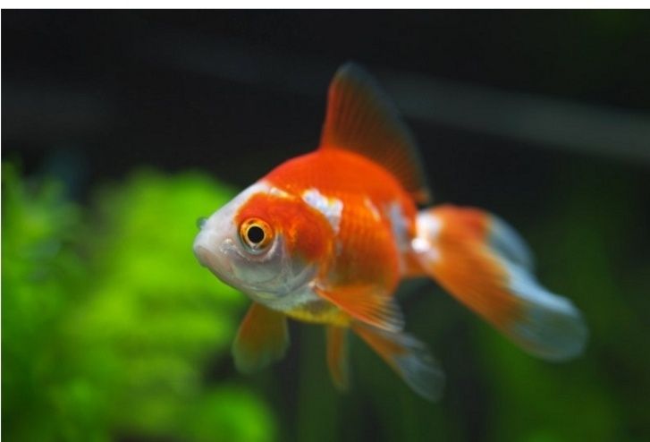 Welonka, rybki akwariowe, welonki