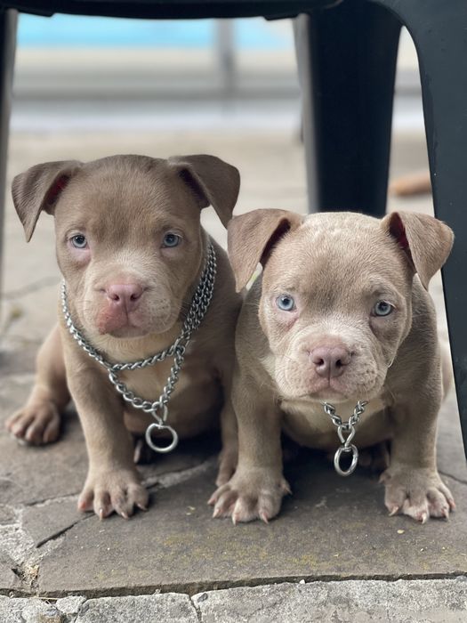 Американский булли