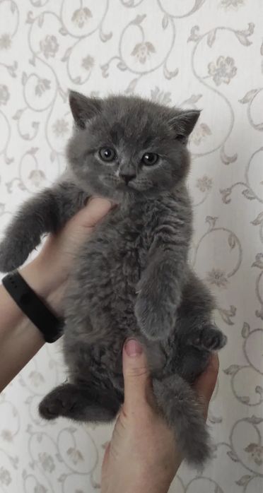 Чистокровні Породисті Котики Британці. Прямовухі/Висловухі