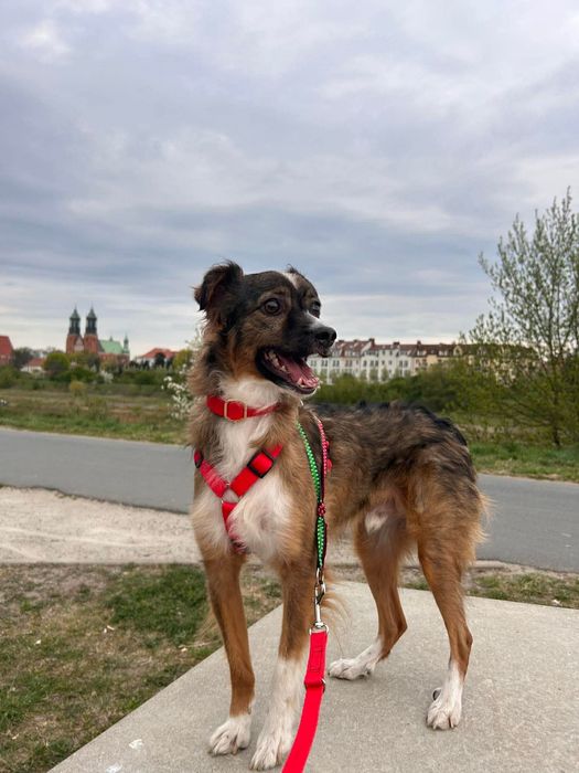 Maksiu czeka na dom - adoptuj