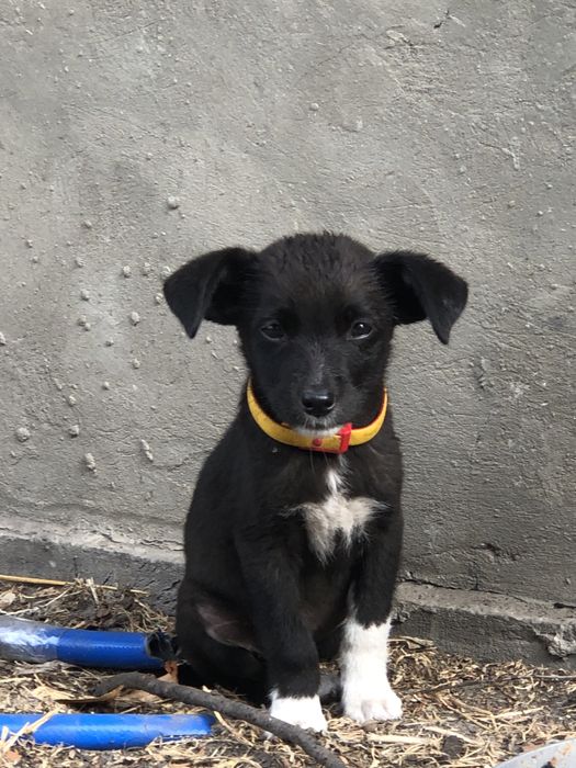 Відамо в хороші руки