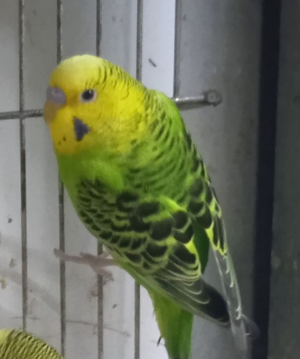 Periquitos australianos desde 6€