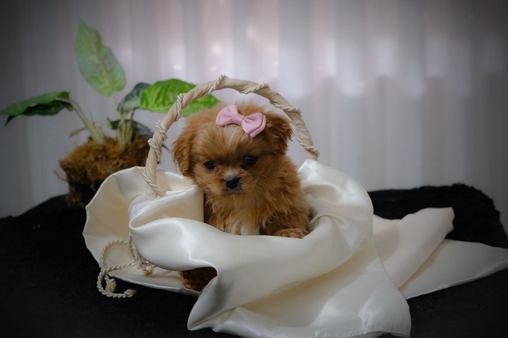 Bebés à procura de família