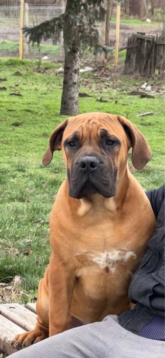 продам щенков бурбуль Африканский мастино 5 месяцев родословные ФЦИ